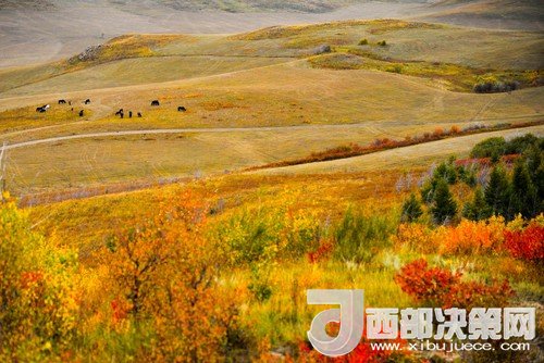 錫林郭勒草原國(guó)家級(jí)自然保護(hù)區(qū)。吳勇攝