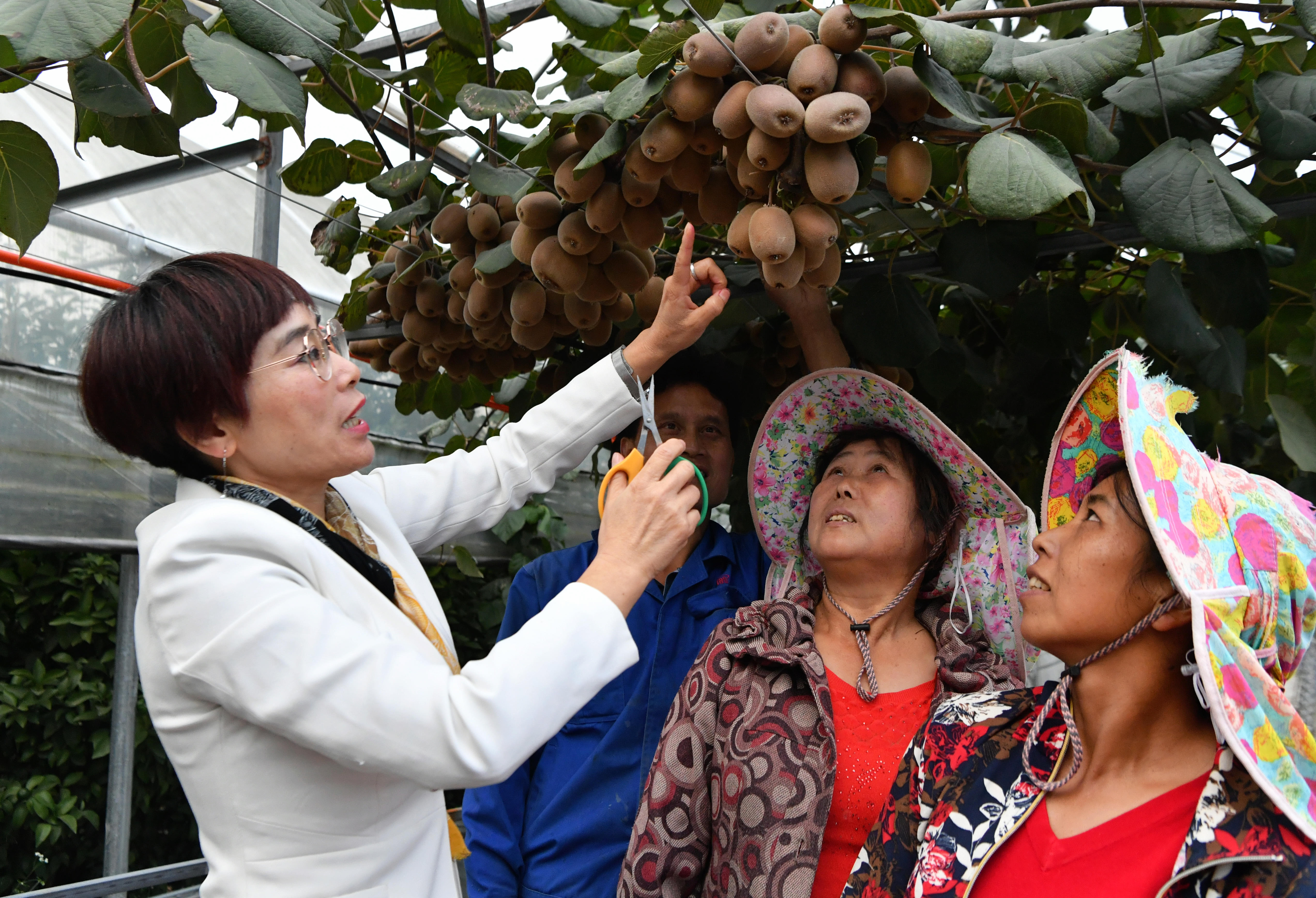 2020年10月22日，在周寧縣農(nóng)民創(chuàng)業(yè)示范基地特色水果種植園，福建省寧德市農(nóng)業(yè)科學(xué)研究所的科技特派員（左一）在指導(dǎo)當(dāng)?shù)剞r(nóng)民采摘紅心獼猴桃。新華社記者魏培全攝.JPG